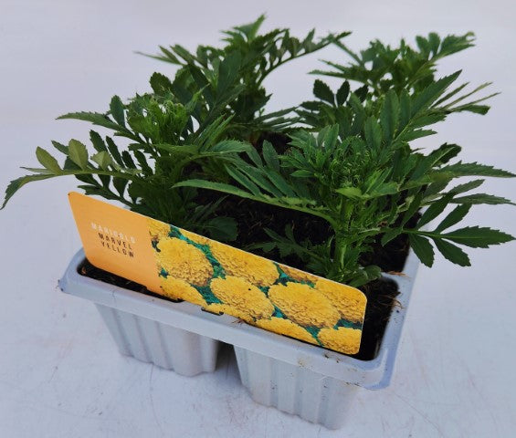 x10 Marigold Marvel Yellow - XL Plug Plants