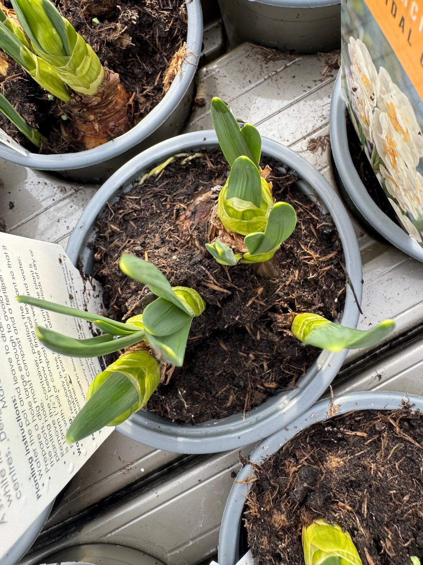 x3 Narcissus Daffodil Bridal Crown Plants 10.5cm/9cm