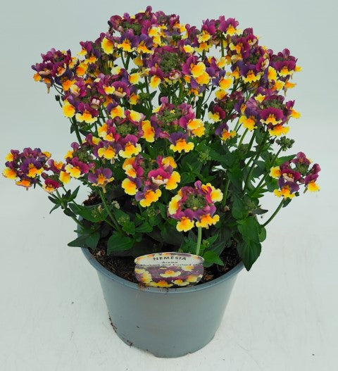 x1 Nemesia Rhubarb & Custard 19cm/3Ltr