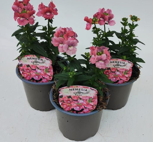 x3 Nemesia Lady Rose 10.5cm/9cm