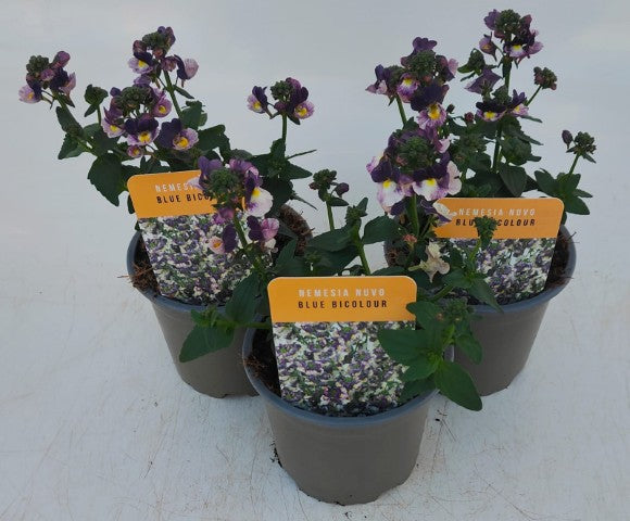 x3 Nemesia Nuvo Blue Bicolour 10.5cm/9cm