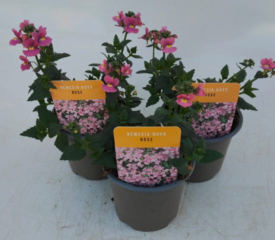 x3 Nemesia Nuvo Rose 10.5cm/9cm