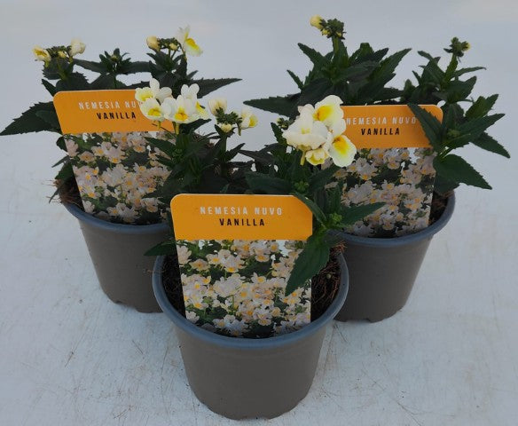x3 Nemesia Nuvo Vanilla 10.5cm/9cm