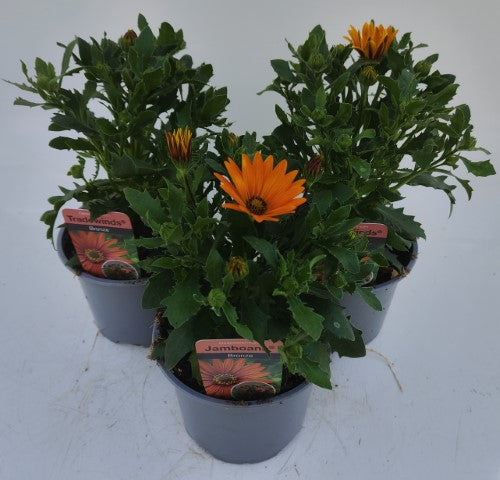 x2 Osteospermum Tradewinds Bronze 13cm/1 Ltr