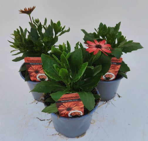 x2 Osteospermum Tradewinds Terracotta 13cm/1 Ltr