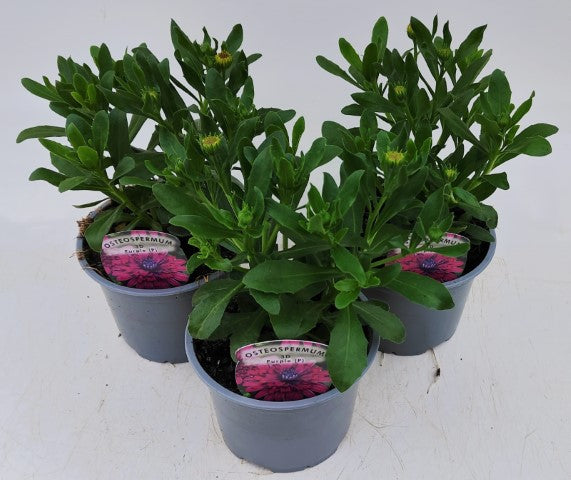 x2 Osteospermum 3D Double Purple 13cm/1 Ltr