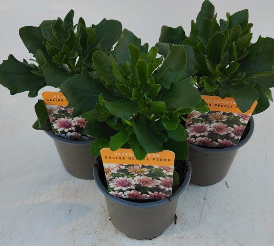 x3 Osteospermum Dalina Double Pedro 10.5cm/9cm