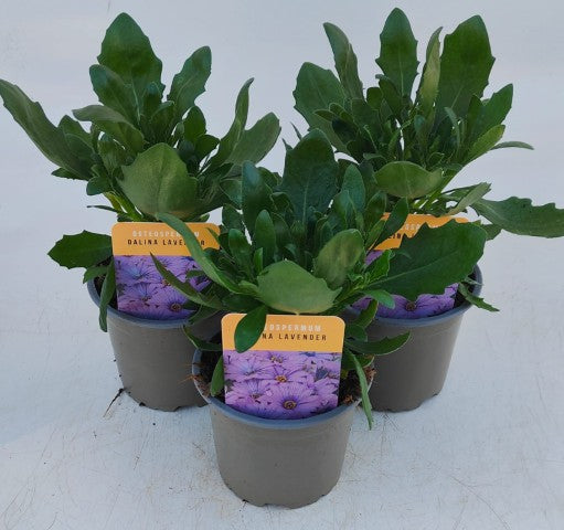x3 Osteospermum Dalina Lavender 10.5cm/9cm