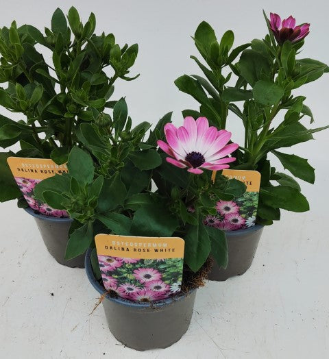 x3 Osteospermum Dalina Rose White 10.5cm/9cm