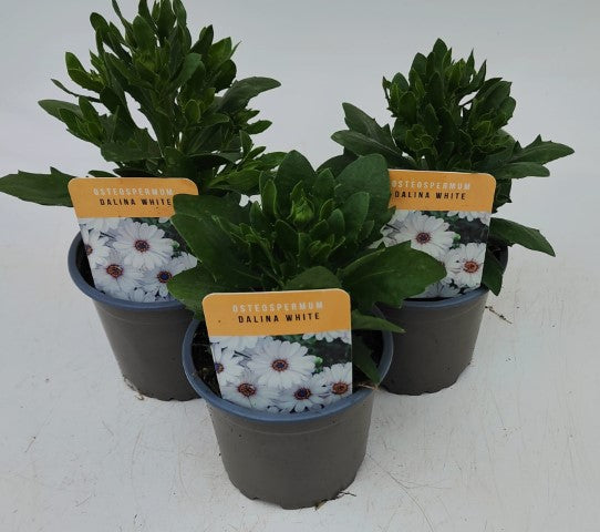 x3 Osteospermum Dalina White 10.5cm/9cm