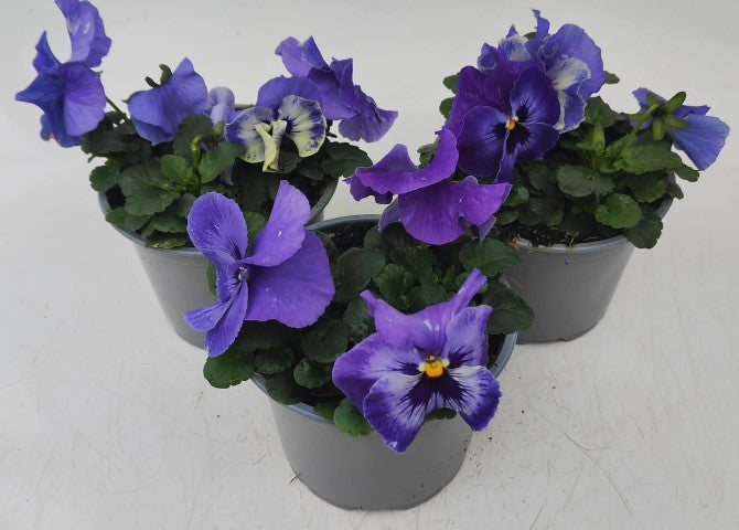 x2 Pansy Delta Marina - 13cm/1 Ltr pots