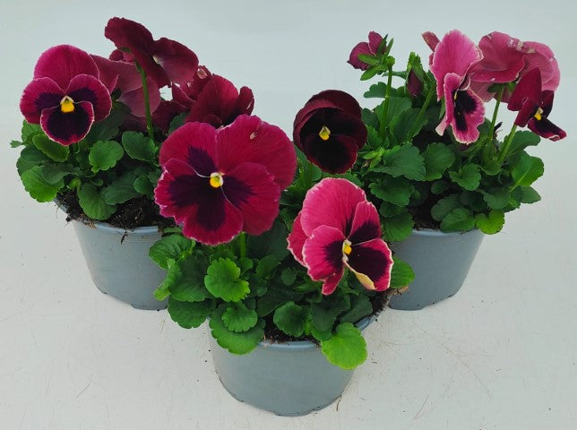 x2 Pansy Delta Pro Rose with Blotch - 13cm/1 Ltr pots