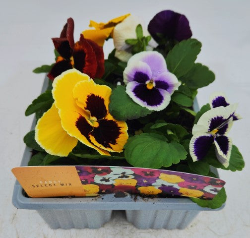 x10 Pansy Matrix Mix