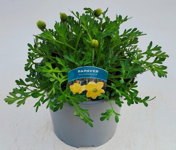 x1 Papaver Moondance 19cm/3Ltr