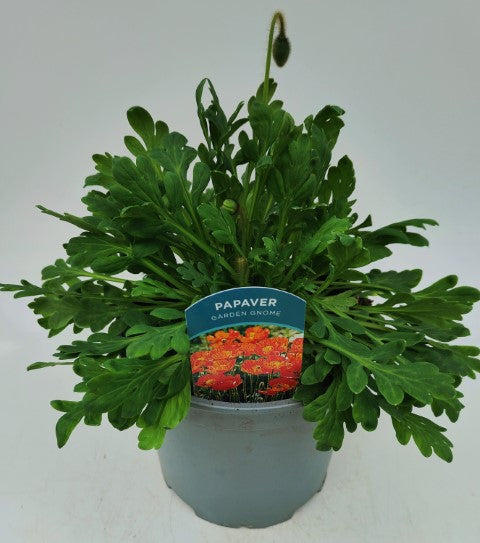 x1 Papaver Garden Gnome 19cm/3Ltr
