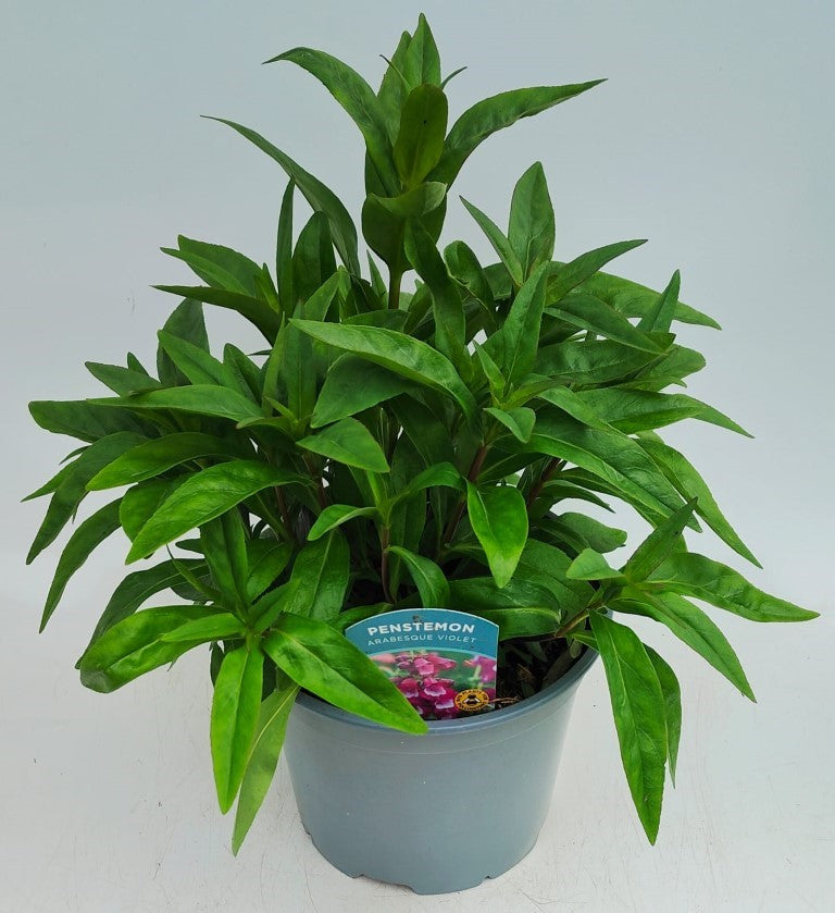 x1 Penstemon Arabesque Violet 19cm/3Ltr
