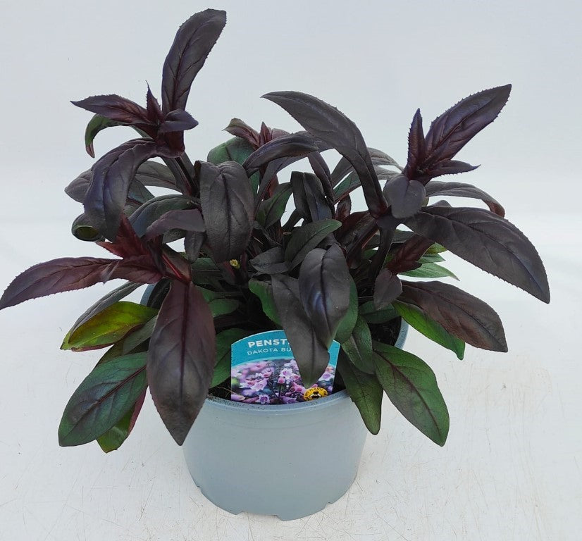 x1 Penstemon Dakota Burgundy 19cm/3Ltr