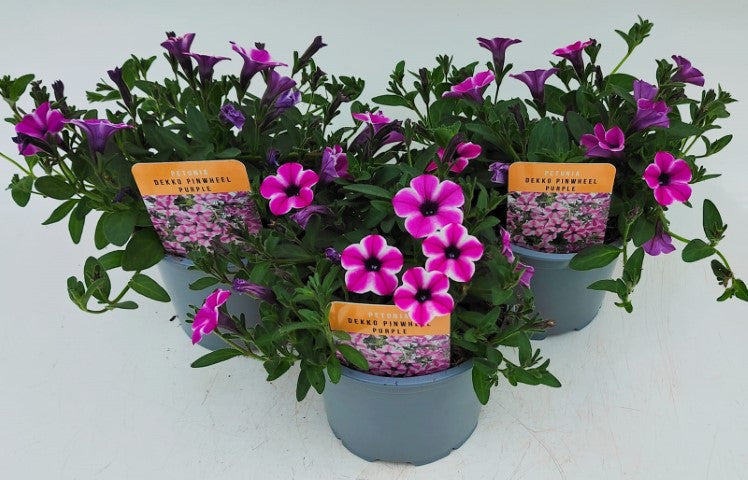 x2 Petunia Pinwheel Purple 13cm/1 Ltr