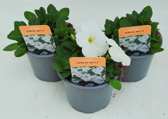x2 Petunia Damask White 13cm/1 Ltr