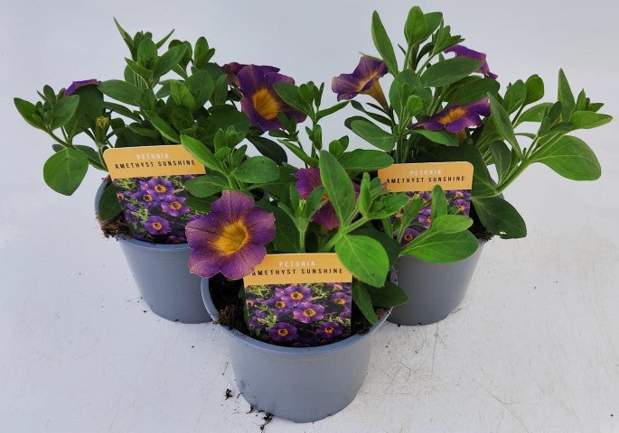 x2 Petunia Amethyst Sunshine 13cm/1 Ltr