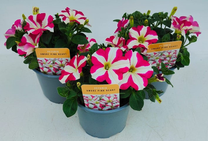 x2 Petunia Amore Pink Heart 13cm/1 Ltr