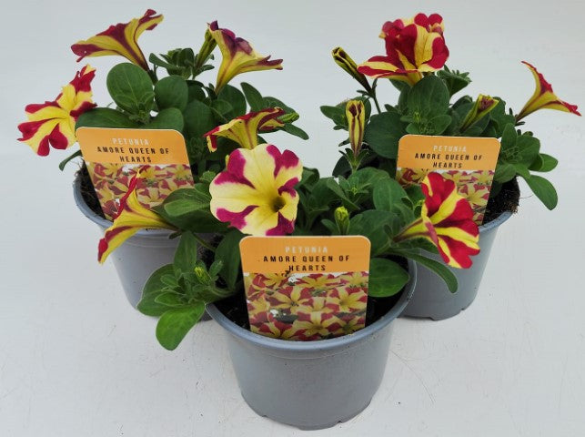 x2 Petunia Amore Queen of Hearts 13cm/1 Ltr