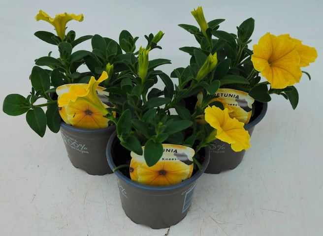 x3 Petunia Bees Knees 10.5cm/9cm