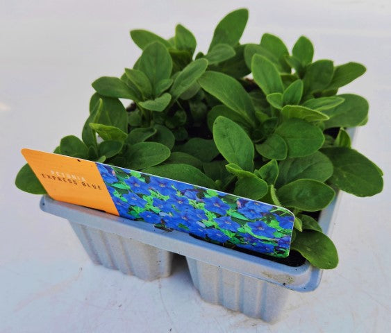 x10 Petunia Frenzy Blue - XL Plug Plants
