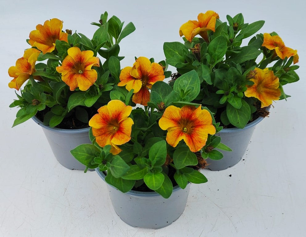 x2 Petunia Caramel Yellow 13cm/1 Ltr