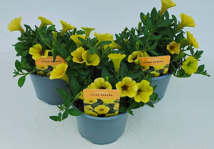 x2 Petunia Dekko Banana 13cm/1 Ltr