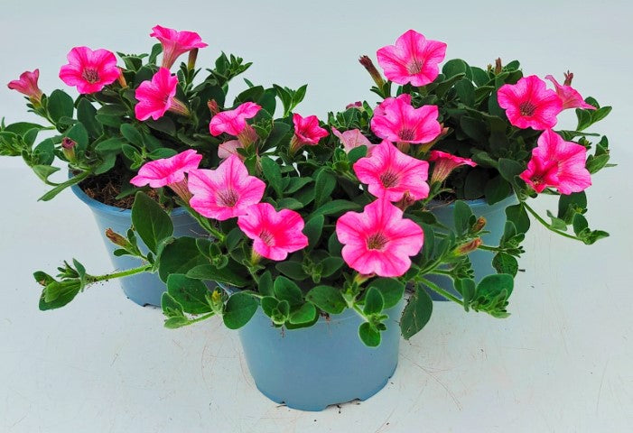 x2 Petunia Dekko Rose Star 13cm/1 Ltr