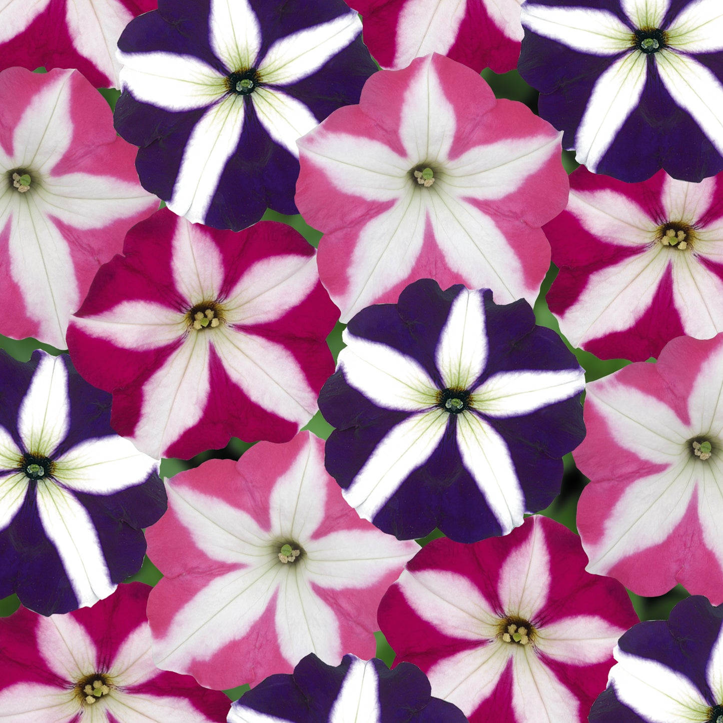 x10 Petunia Frenzy Star Mix - XL Plug Plants
