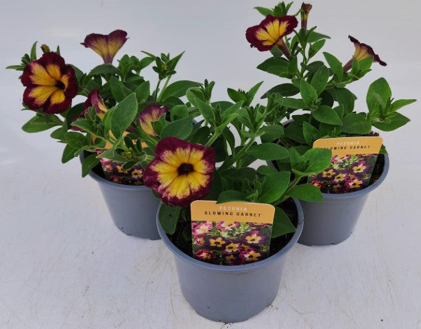 x2 Petunia Glowing Garnet 13cm/1 Ltr