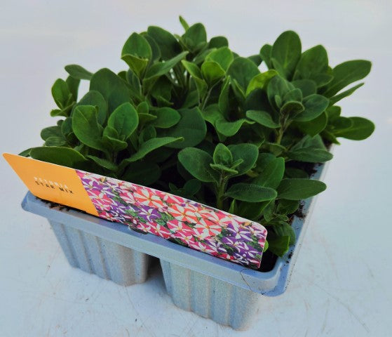 x10 Petunia Frenzy Star Mix - XL Plug Plants