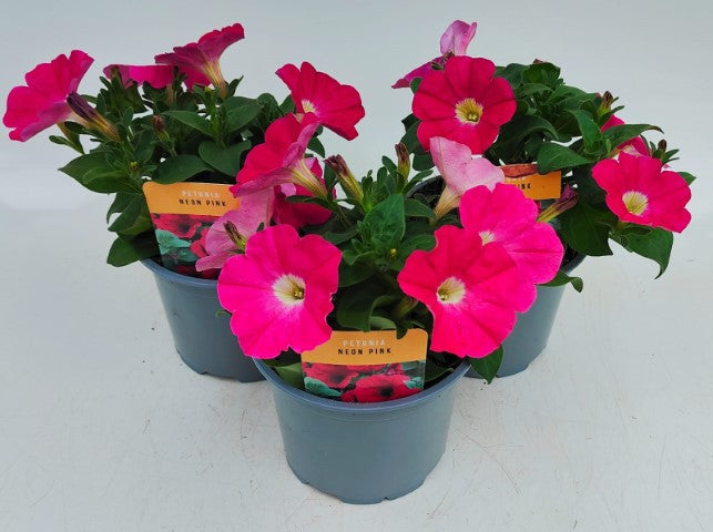 x2 Petunia Neon Pink 13cm/1 Ltr