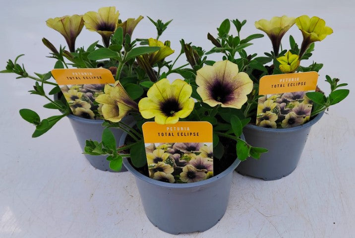 x2 Petunia Total Eclipse 13cm/1 Ltr