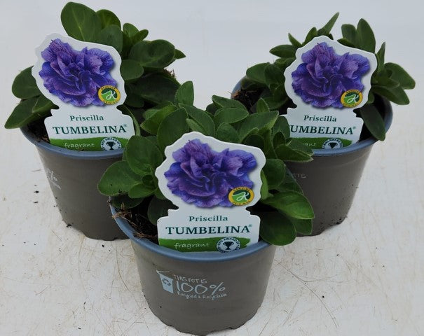 x3 Petunia Tumbelina Priscilla 10.5cm/9cm