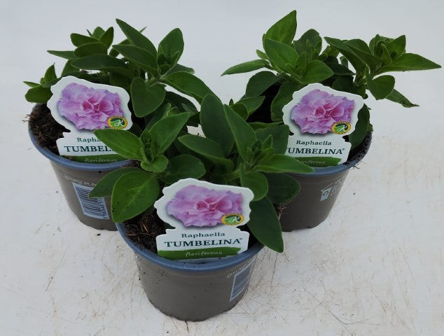 x3 Petunia Tumbelina Raphaella 10.5cm/9cm