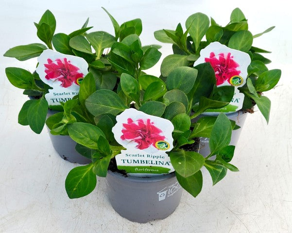 x3 Petunia Tumbelina Scarlett Ripple 10.5cm/9cm