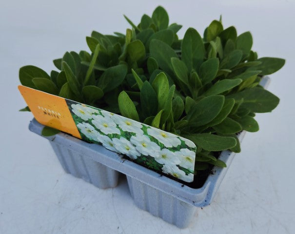 x10 Petunia Frenzy White - XL Plug Plants