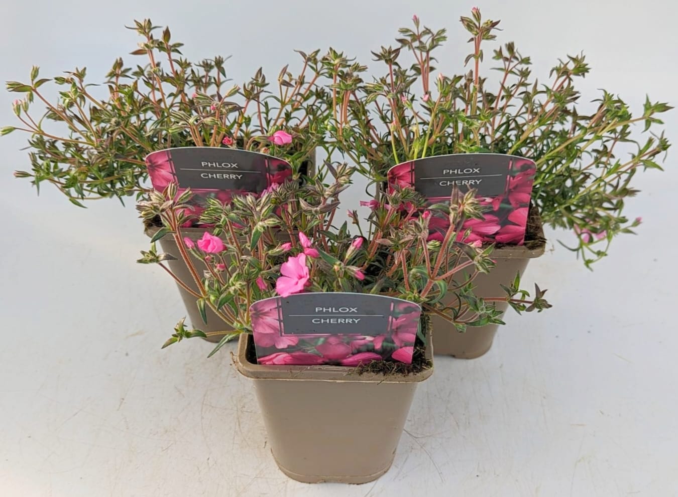 x2 Phlox Goldiphlox Cherry 13cm/1 Litre
