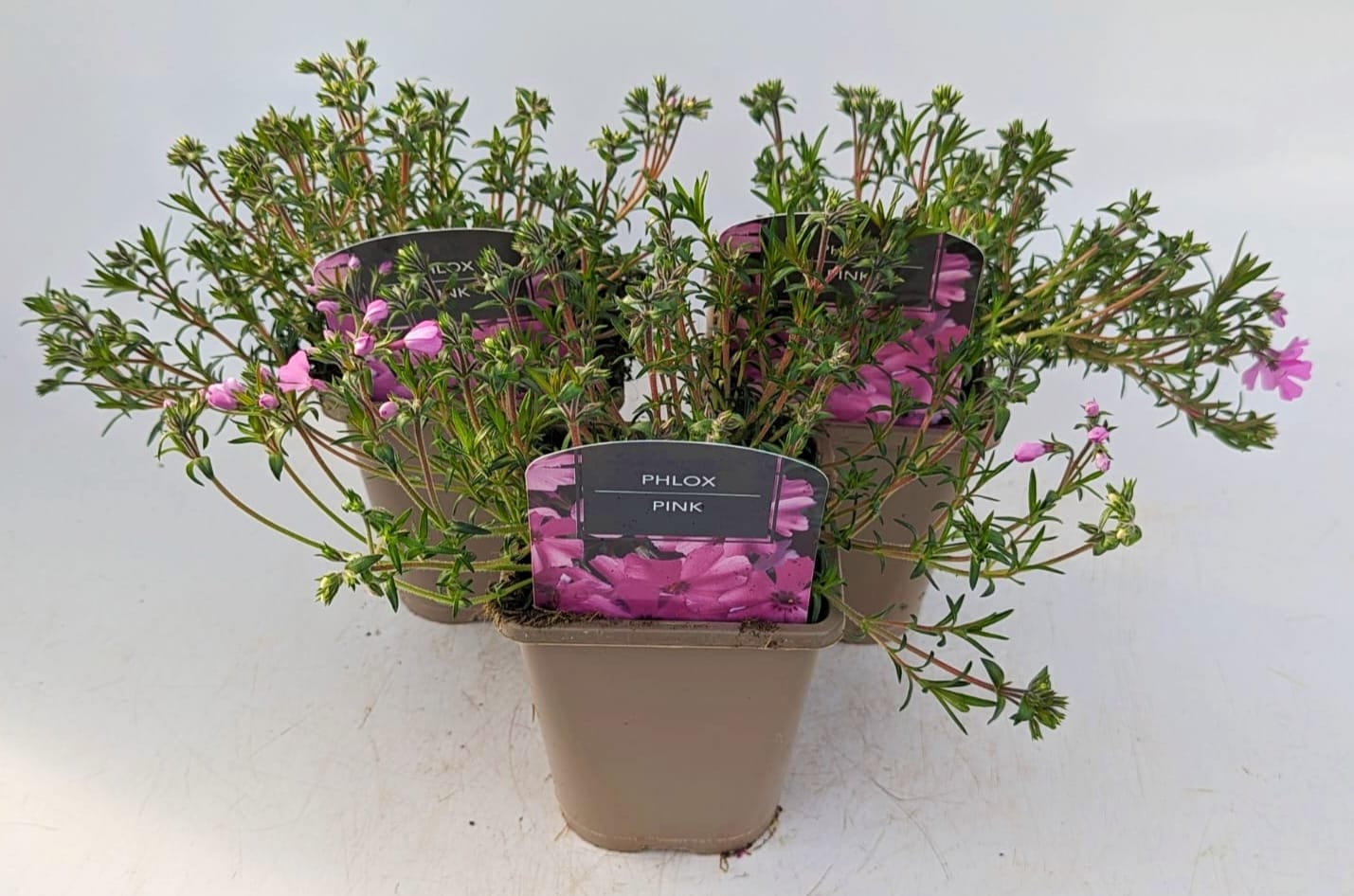 x2 Phlox Goldiphlox Pink 13cm/1 Litre