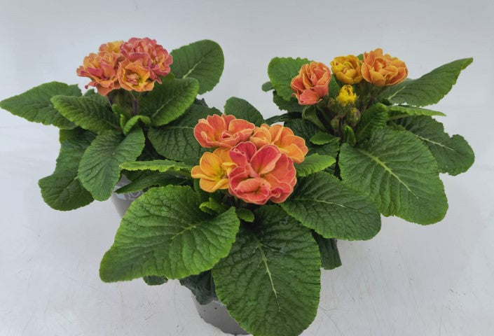 x2 Primula Primrose Rubens Antique Rose 13cm/1Ltr