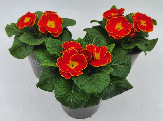 x2 Primula Primrose Sparkly Red 13cm/1Ltr
