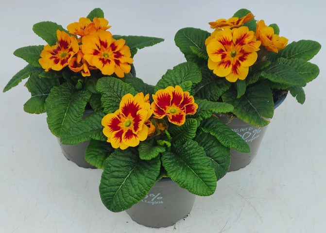 x2 Primula Primrose Marietta 13cm/1Ltr