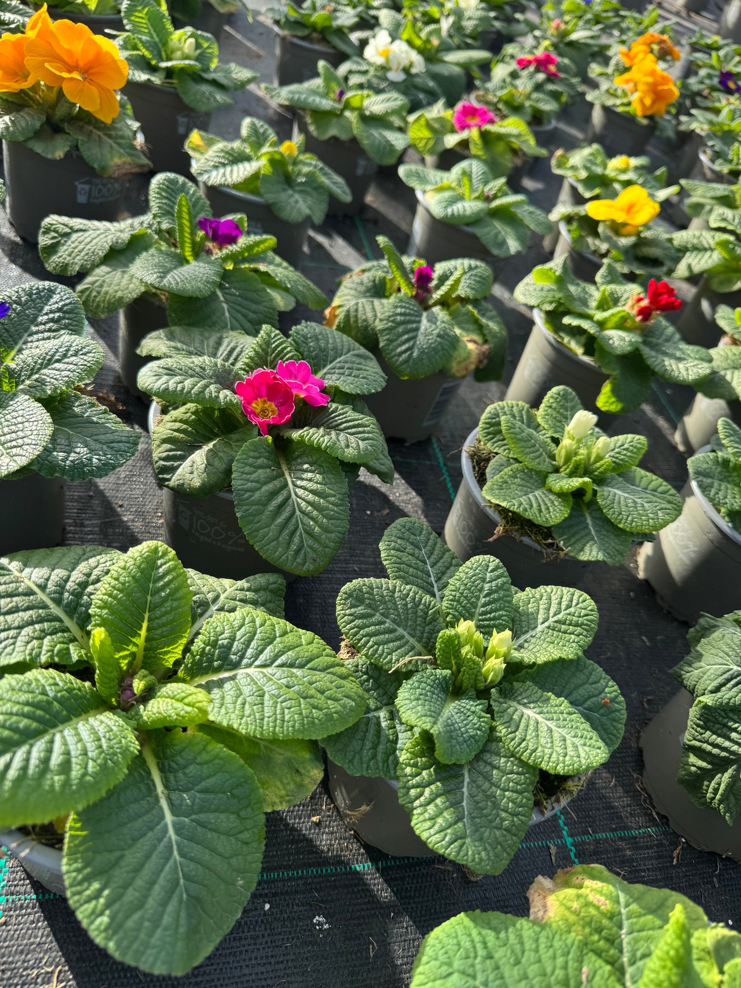 Rows of potted Primula Primrose plants with green foliage and colorful flowers in a nursery setting.