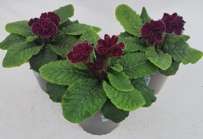x2 Primula Primrose Queen Burgundy 13cm/1Ltr