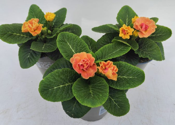 x2 Primula Primrose Queen Mandarin 13cm/1Ltr