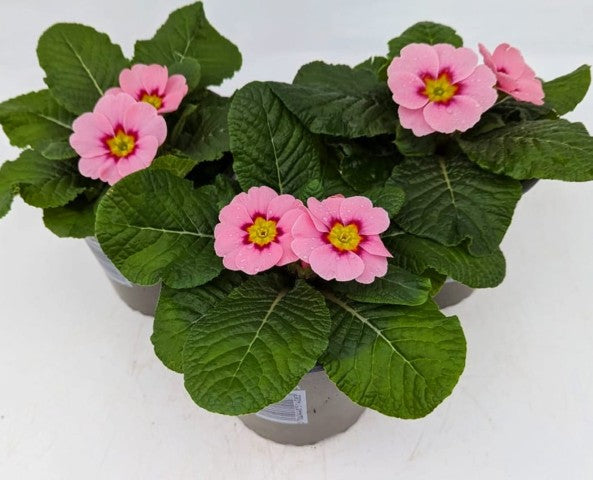 x2 Primula Primrose Ringostar Cherry Blossom 13cm/1Ltr