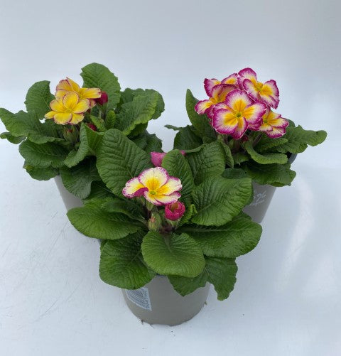 x2 Primula Primrose Scentsation Blueberry Ripple 13cm/1Ltr
